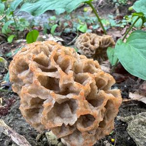 Yellow Morel