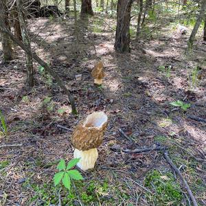 Yellow Morel