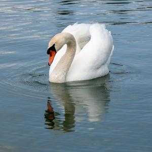 Mute Swan