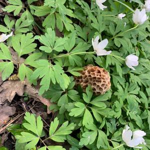 Yellow Morel