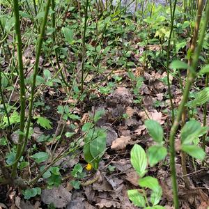 Yellow Morel