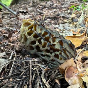 Black Morel