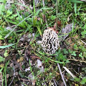 Black Morel