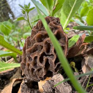 Yellow Morel