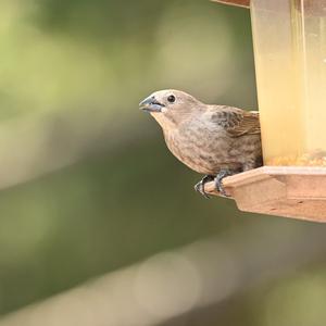 Brown-headed Cowbird