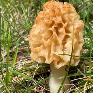 Yellow Morel