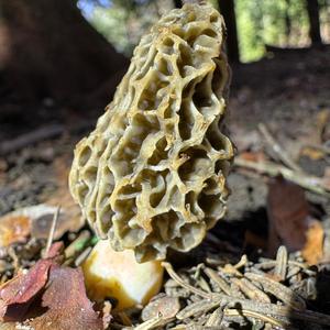 Yellow Morel