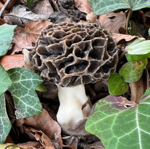 Yellow Morel