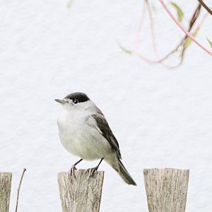 Collared Flycatcher