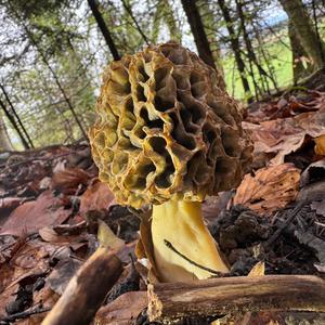 Yellow Morel