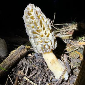 Black Morel