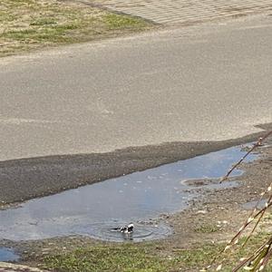 White Wagtail