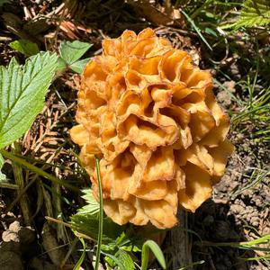 Yellow Morel