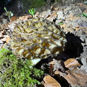 Black Morel