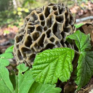 Yellow Morel