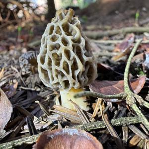 Yellow Morel