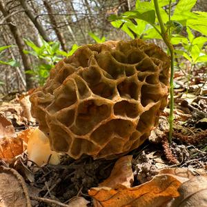 Yellow Morel