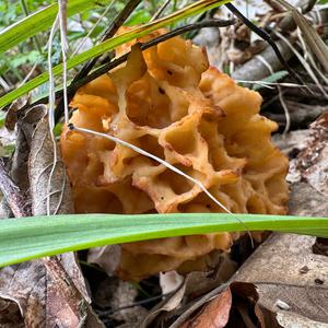 Yellow Morel