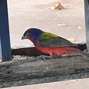 Painted Bunting