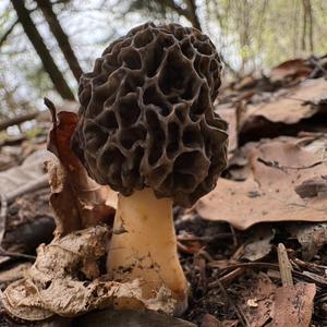 Yellow Morel