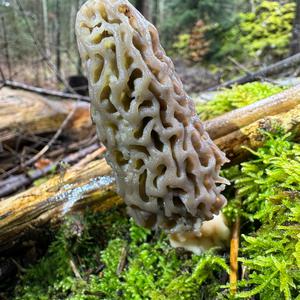 Black Morel