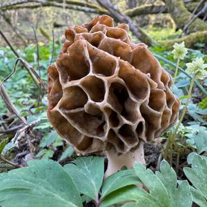 Yellow Morel