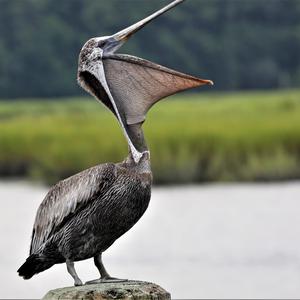 Brown Pelican