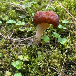 Conifer False Morel