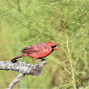 Northern Cardinal