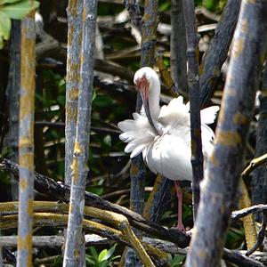 White Ibis