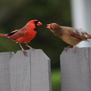 Northern Cardinal