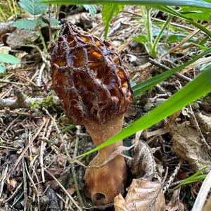 Black Morel