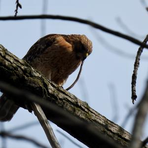 Red-shouldered Hawk