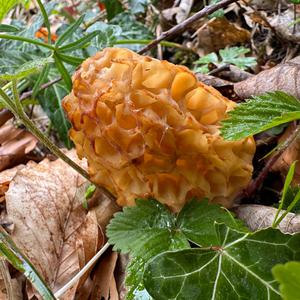 Yellow Morel