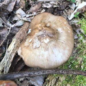 Fawn Mushroom