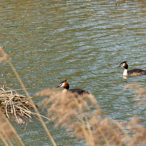 Great Crested Grebe