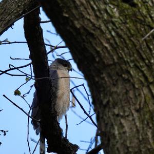 Cooper's Hawk