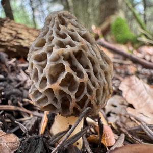 Yellow Morel