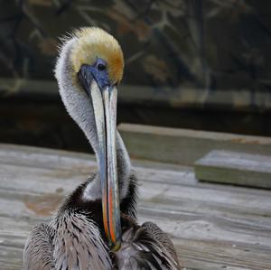 Brown Pelican