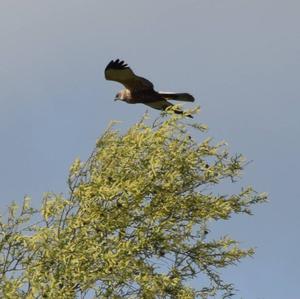 Western Marsh-harrier