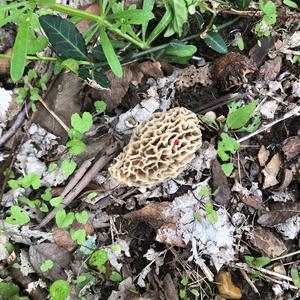 Black Morel