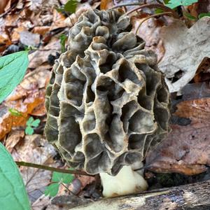 Yellow Morel