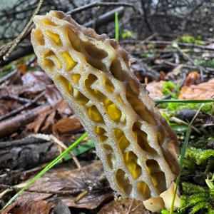 Black Morel