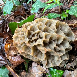 Yellow Morel