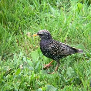 Common Starling