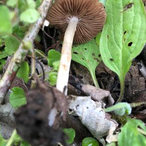 Mycena, Common