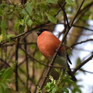 Eurasian Bullfinch