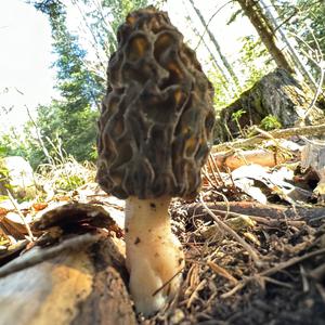 Black Morel