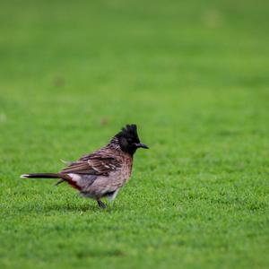 Red-vented Bulbul