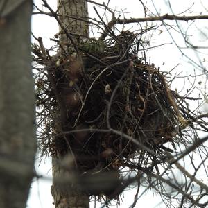 Red-shouldered Hawk